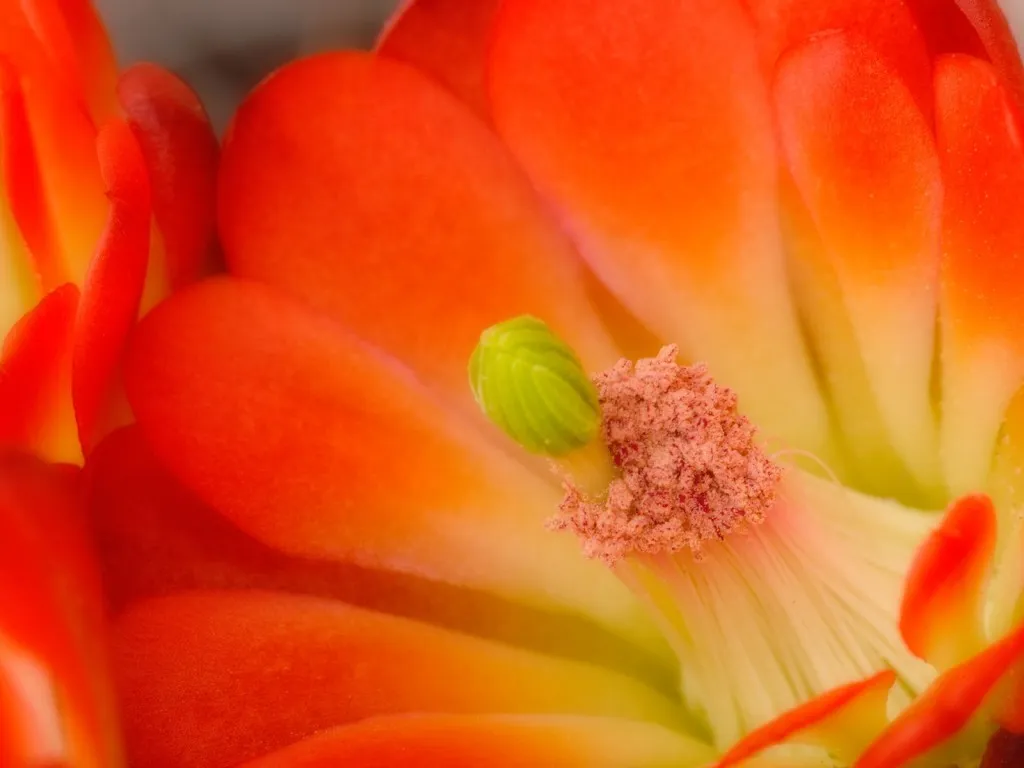 Close-up of a vibrant orange cactus flower showing its petals, stamen, and pistil.