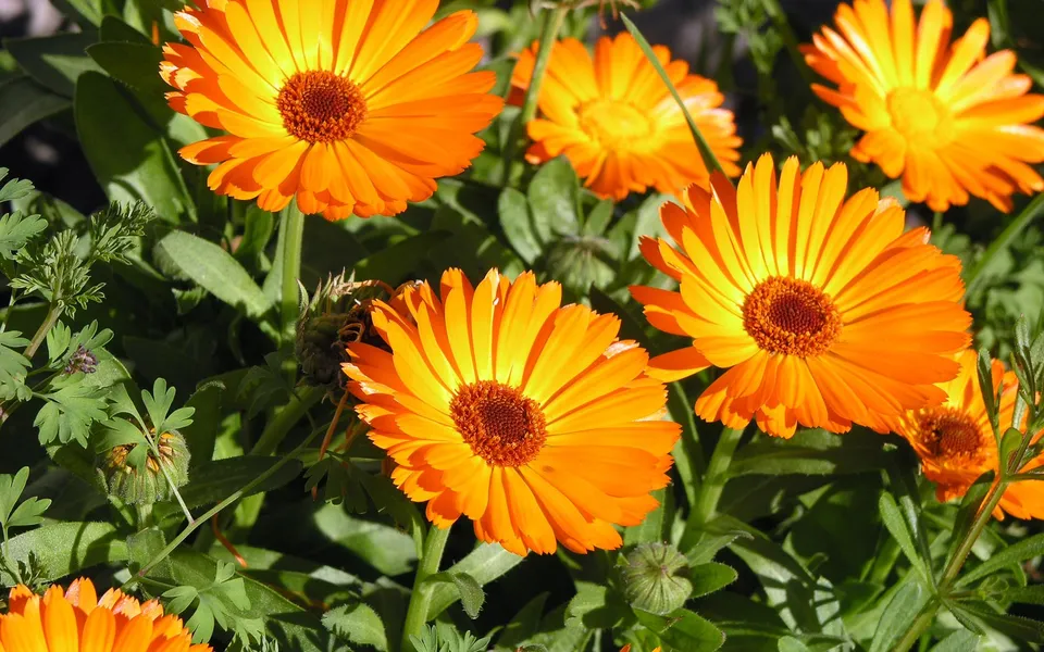 Close-up of bright orange calendula flowers with dark centers, surrounded by green foliage.