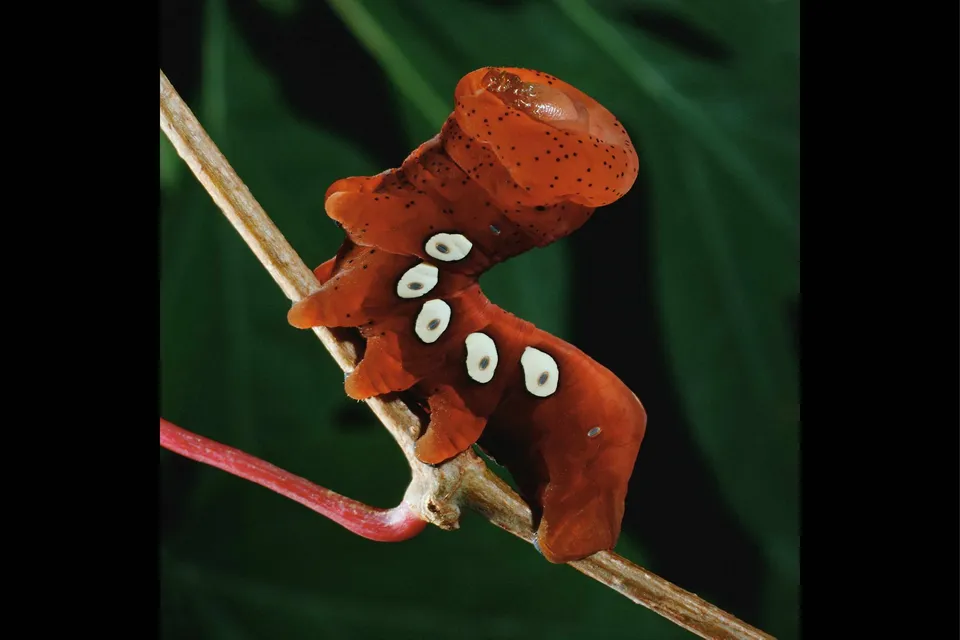 A bright orange caterpillar with black spots and white oval markings clings to a thin branch against a dark green background.