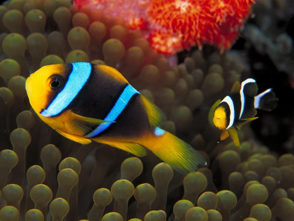 An orange clownfish with blue stripes swims near a smaller black and white clownfish.