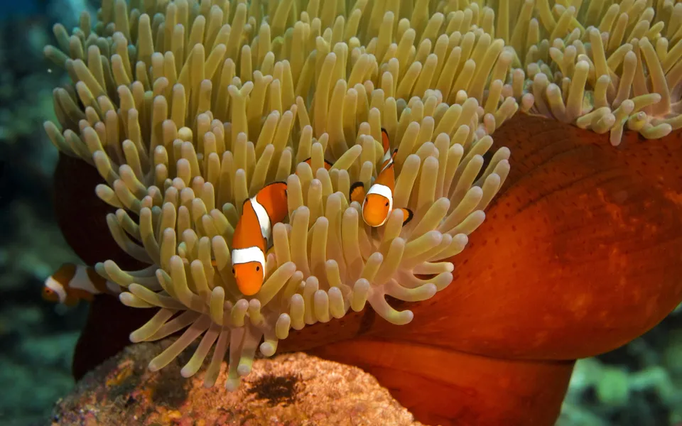 Two orange and white clownfish are nestled in a pale yellow sea anemone with a deep orange base.