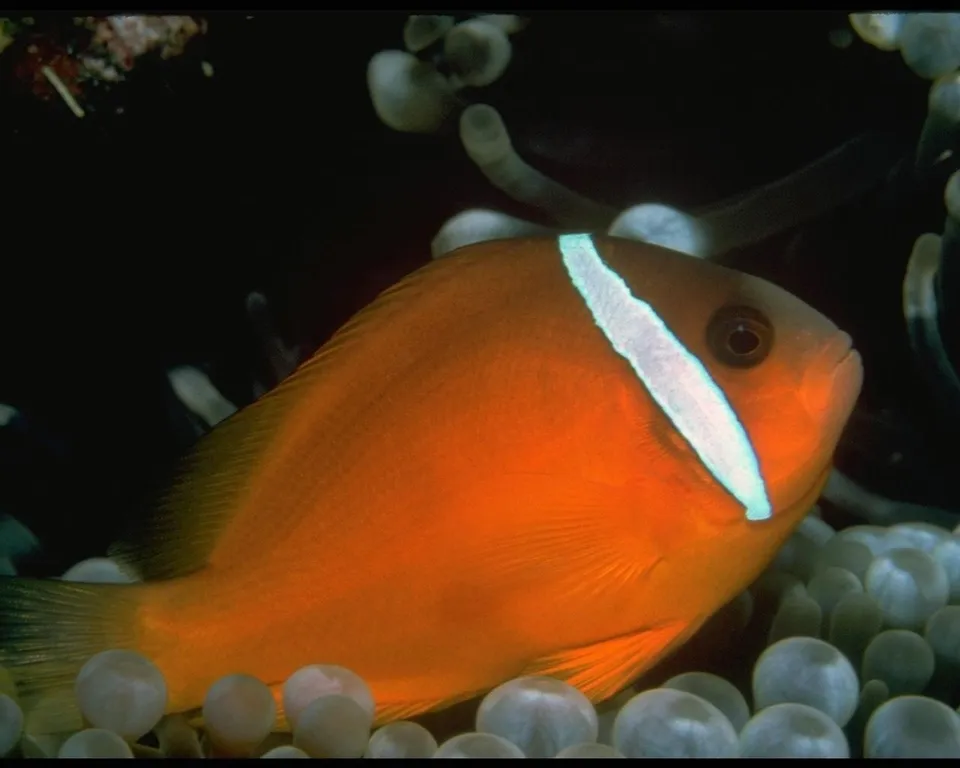 An orange clownfish is nestled in a white anemone against a dark background.