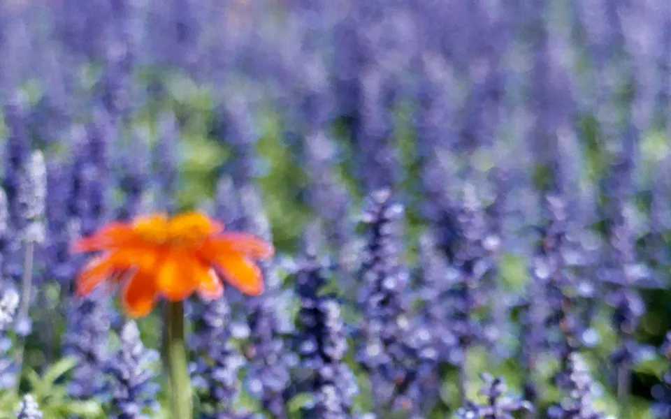 A single orange coneflower stands out in a field of blurred purple flowers.