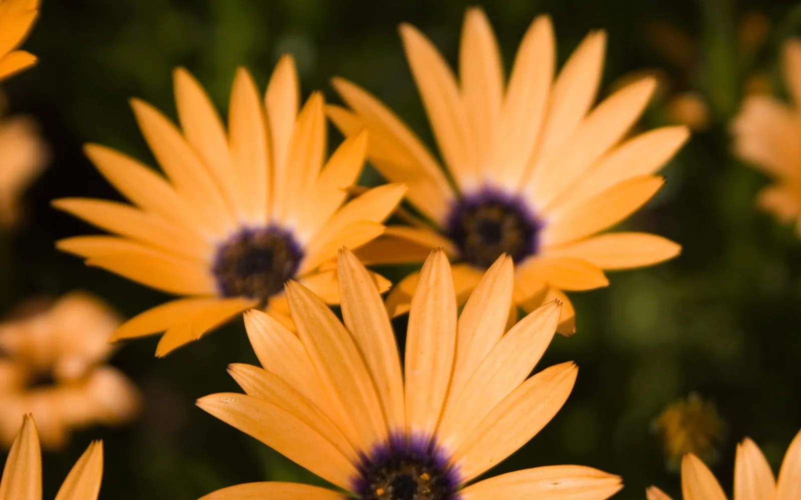 Close-up of several bright orange daisy flowers with dark purple centers against a dark green blurred background.