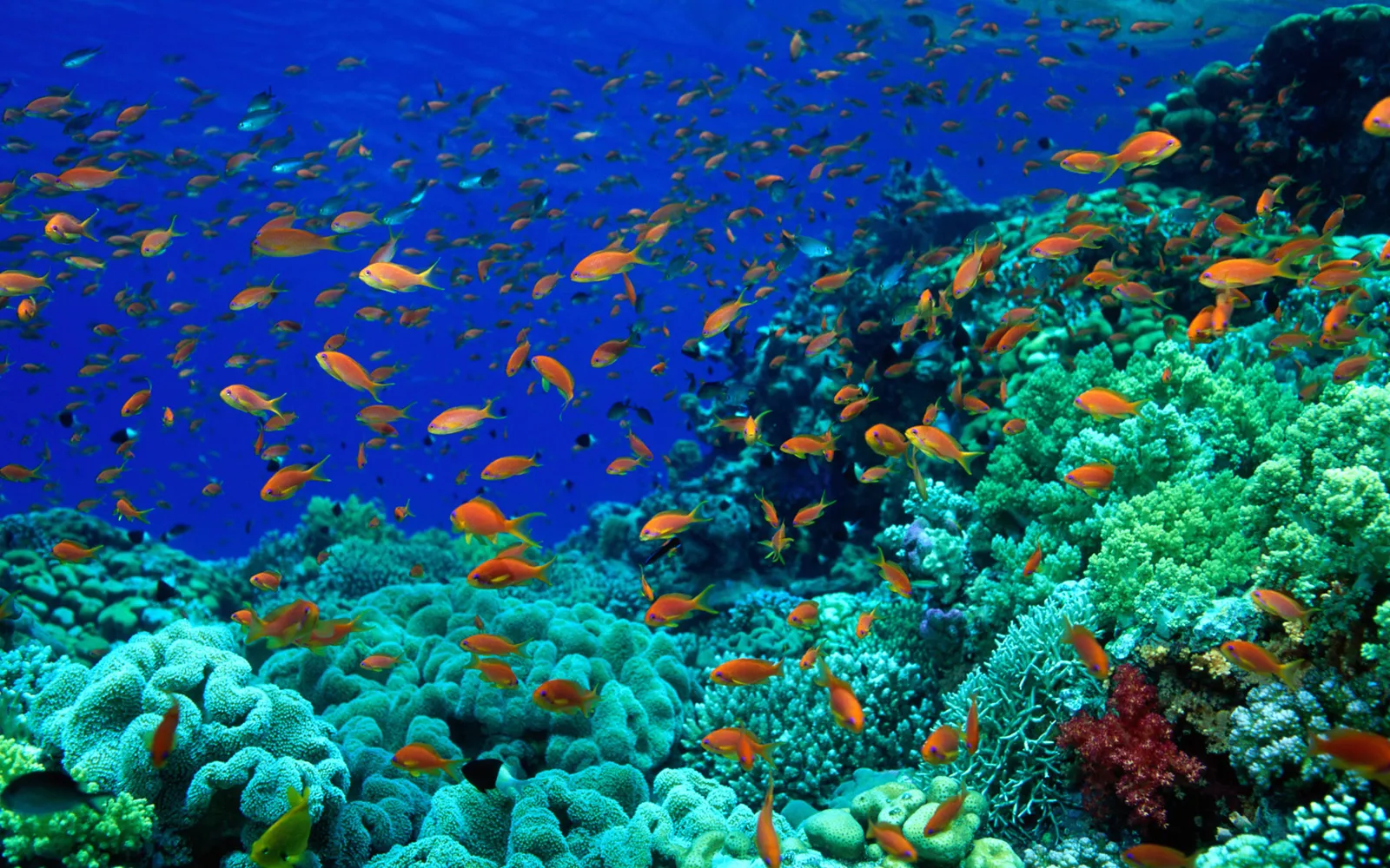 A large school of small orange fish swims above vibrant green coral formations.