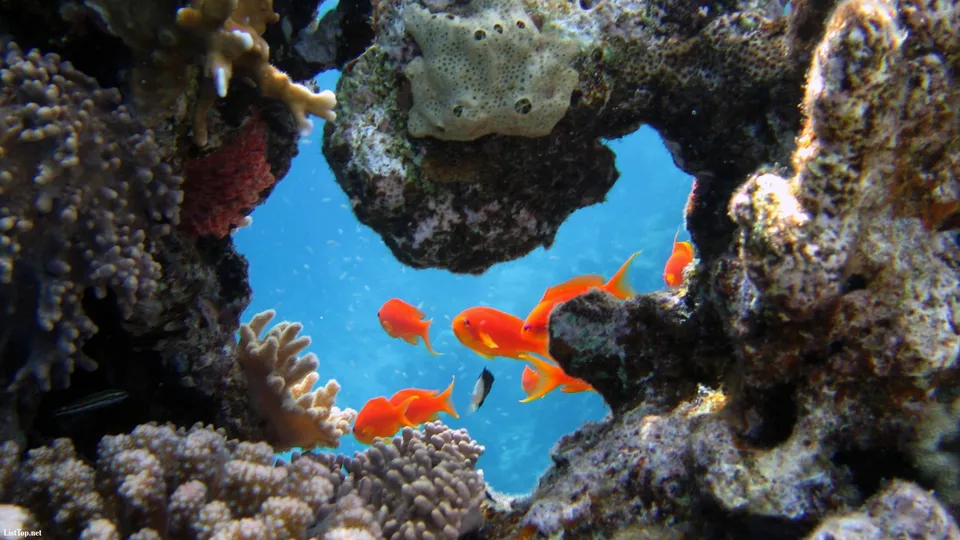 A school of vibrant orange fish swims through a coral archway in clear blue water.
