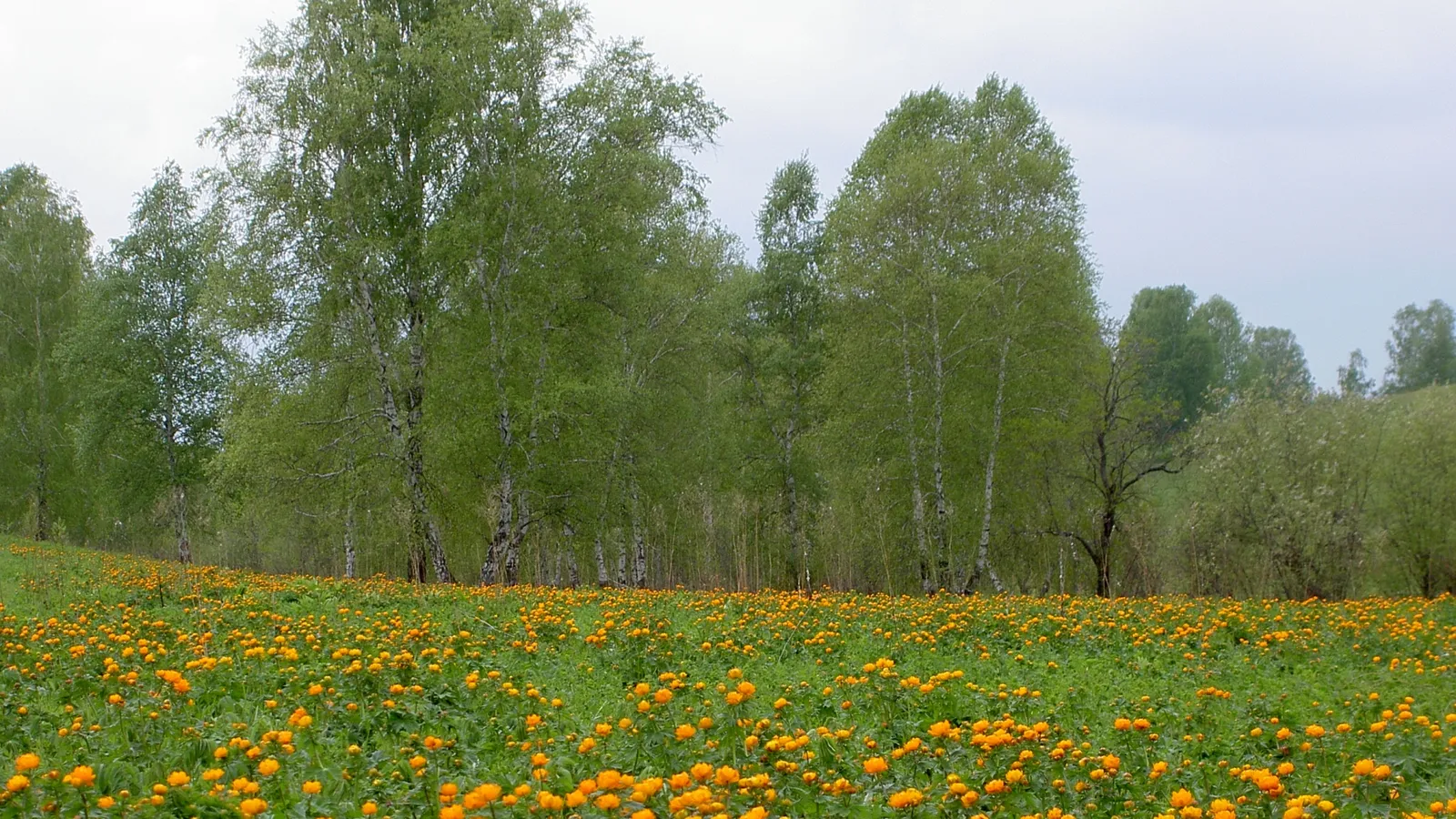 A wide field of bright orange globe flowers stretches towards a line of tall birch trees under a cloudy sky.