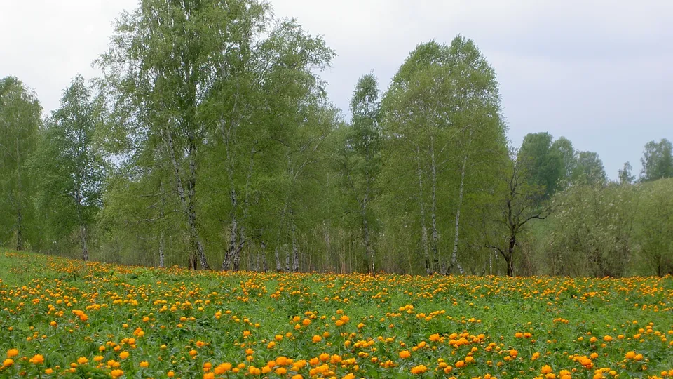 A wide field of bright orange globe flowers stretches towards a line of tall birch trees under a cloudy sky.