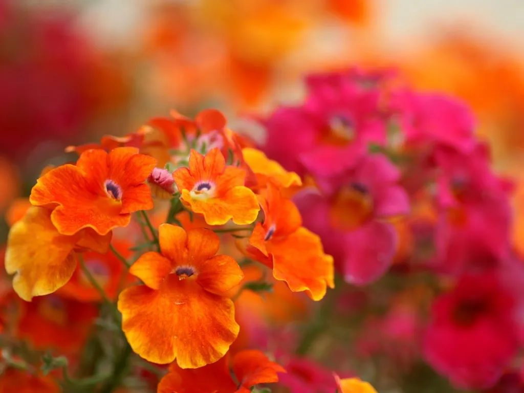Close-up of bright orange flowers with dark purple centers, with a soft focus background of pink and orange.