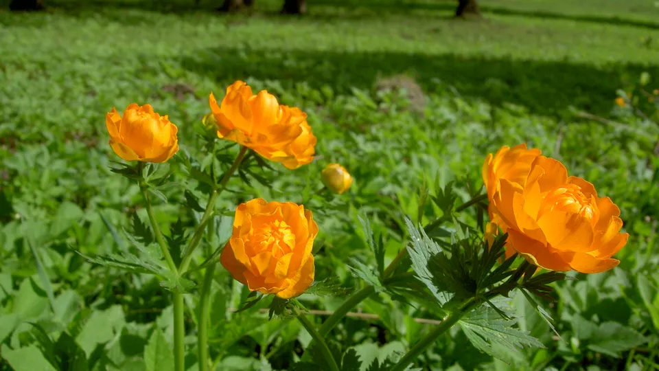 Close-up of several bright orange globe flowers with green foliage in a sunlit meadow.
