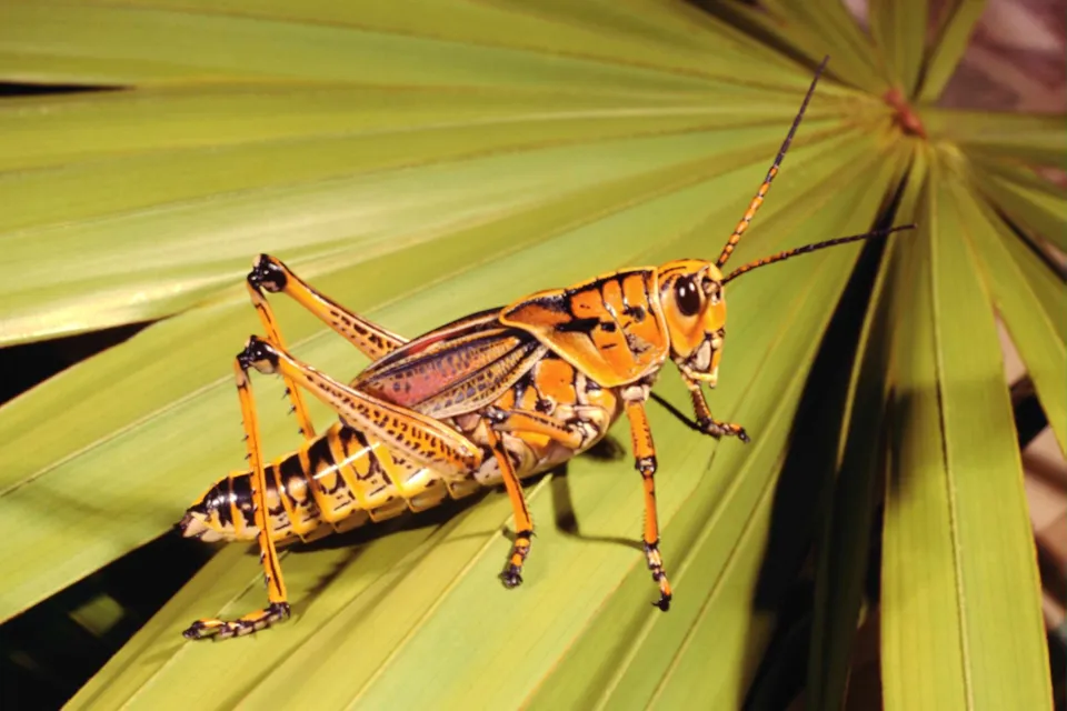 A close-up of a bright orange and black grasshopper resting on a large, green palm leaf.
