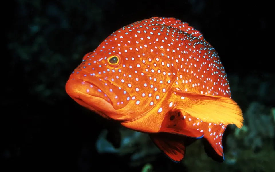 A vibrant orange coral grouper with bright blue spots swims underwater.