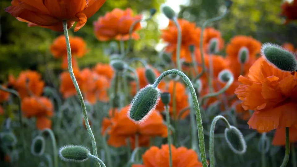A close-up view of bright orange poppies and fuzzy green buds in a field.