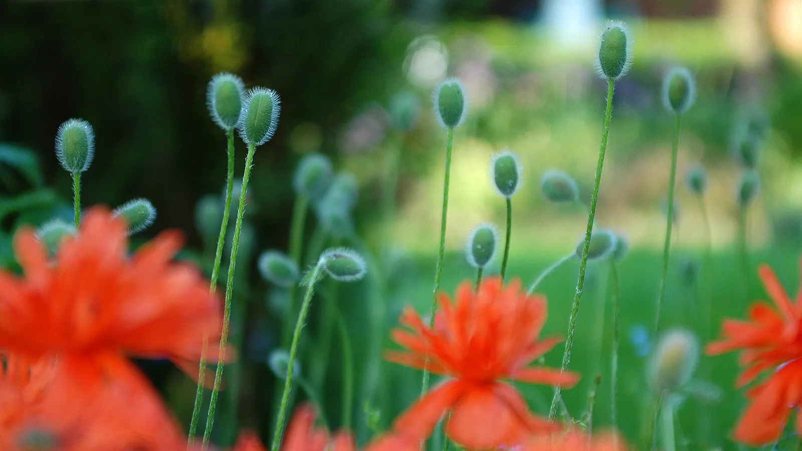 Close-up of fuzzy green poppy buds and vibrant orange poppy flowers in a garden.