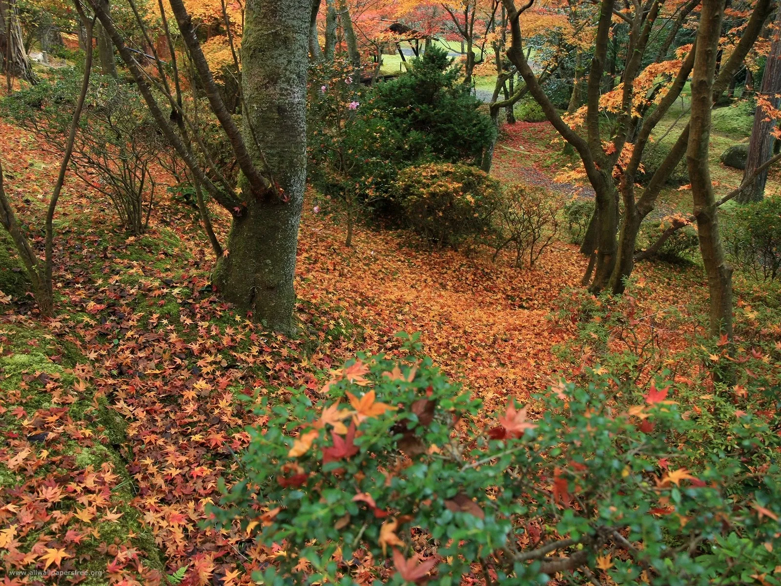 A thick layer of fallen maple leaves in shades of orange, red, and yellow covers the forest ground.