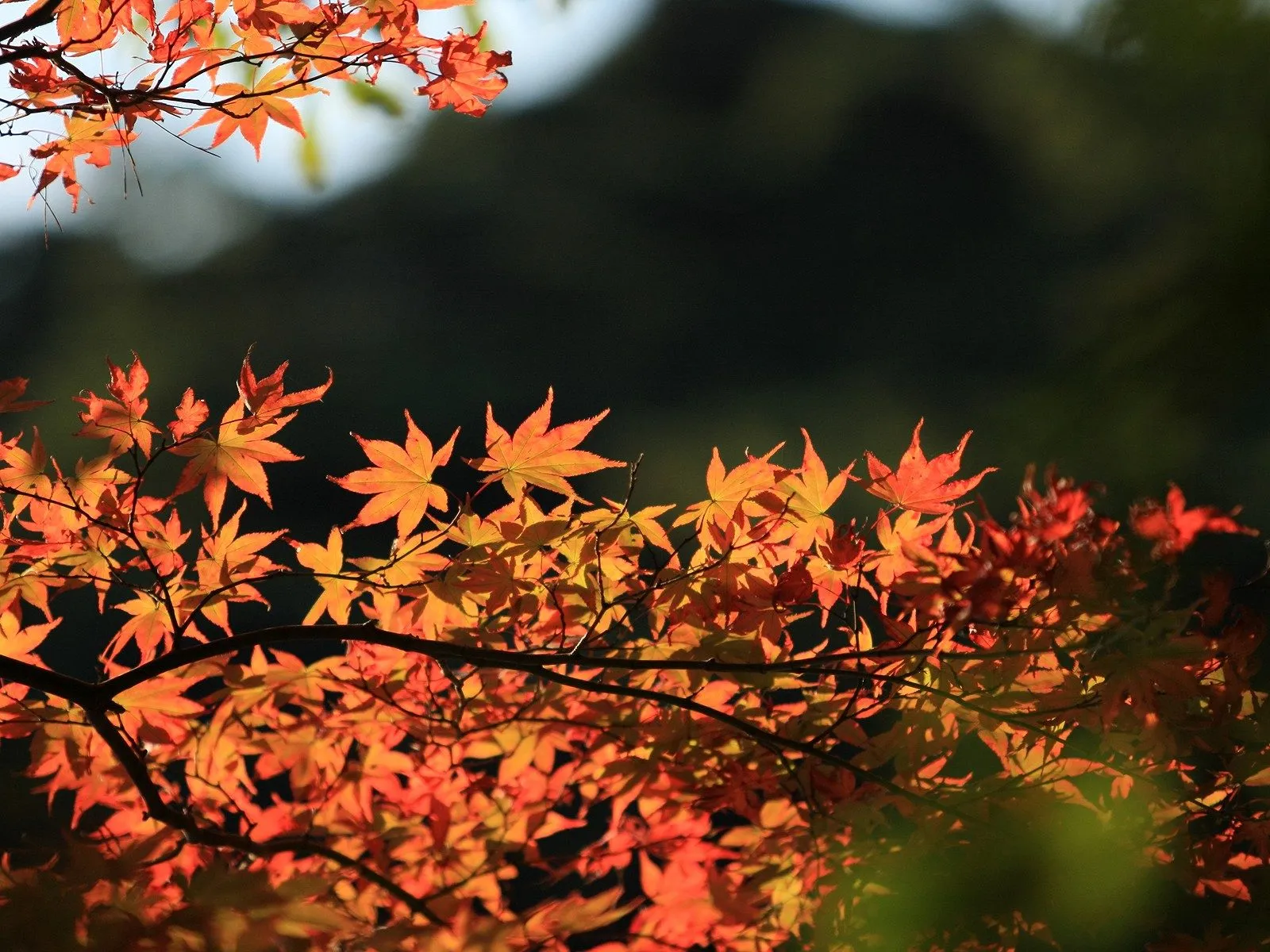 Maple leaves in brilliant orange and red hues are lit by sunlight, creating a warm glow against a dark background.