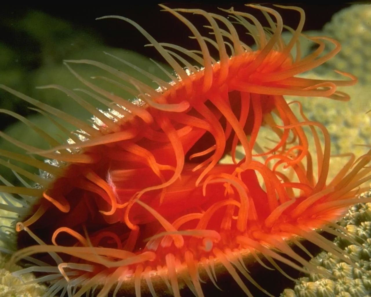 A close-up of a bright orange scallop with many thin, wavy tentacles extended outwards.