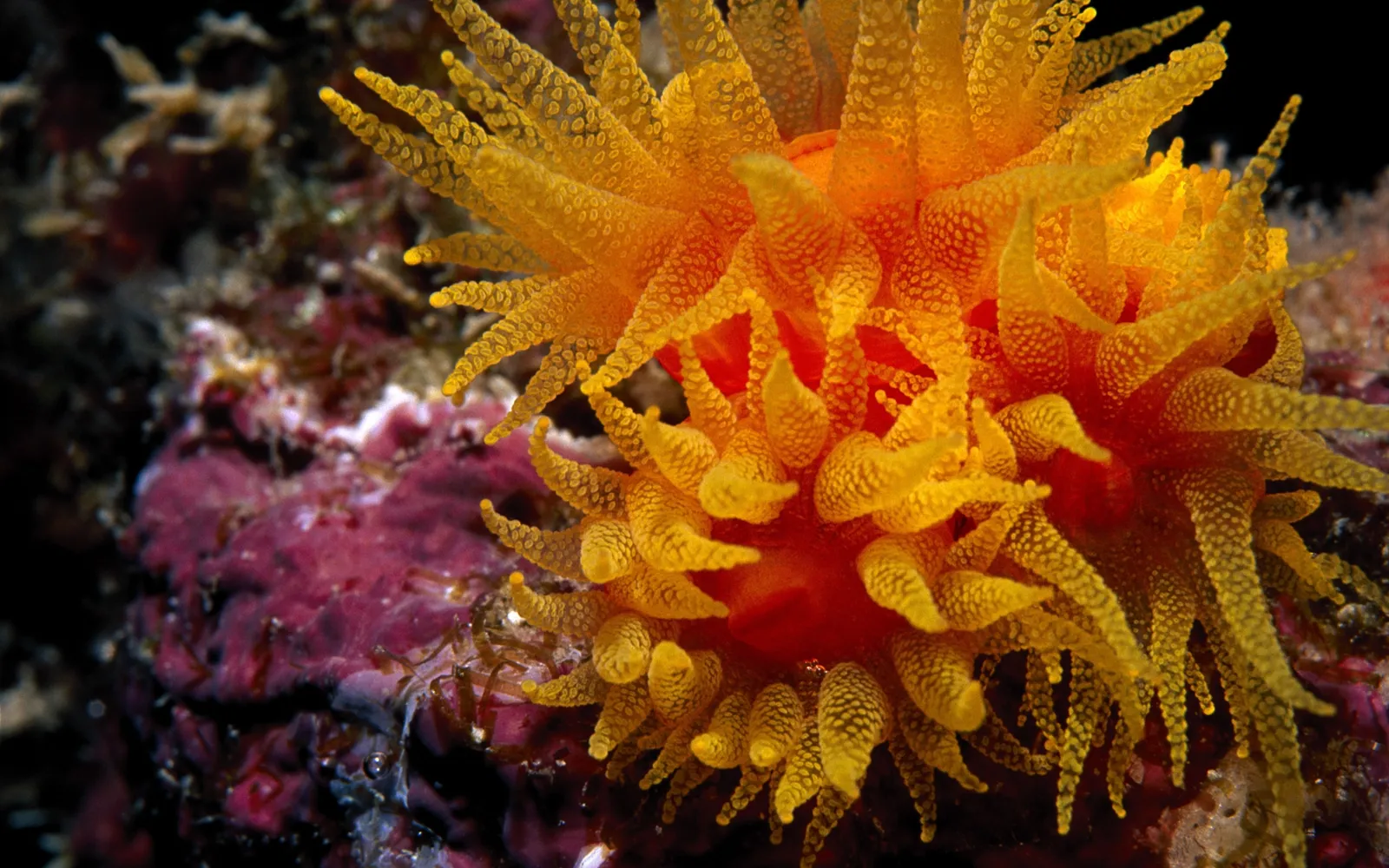 A close-up of a bright orange sea anemone with many textured tentacles extended.