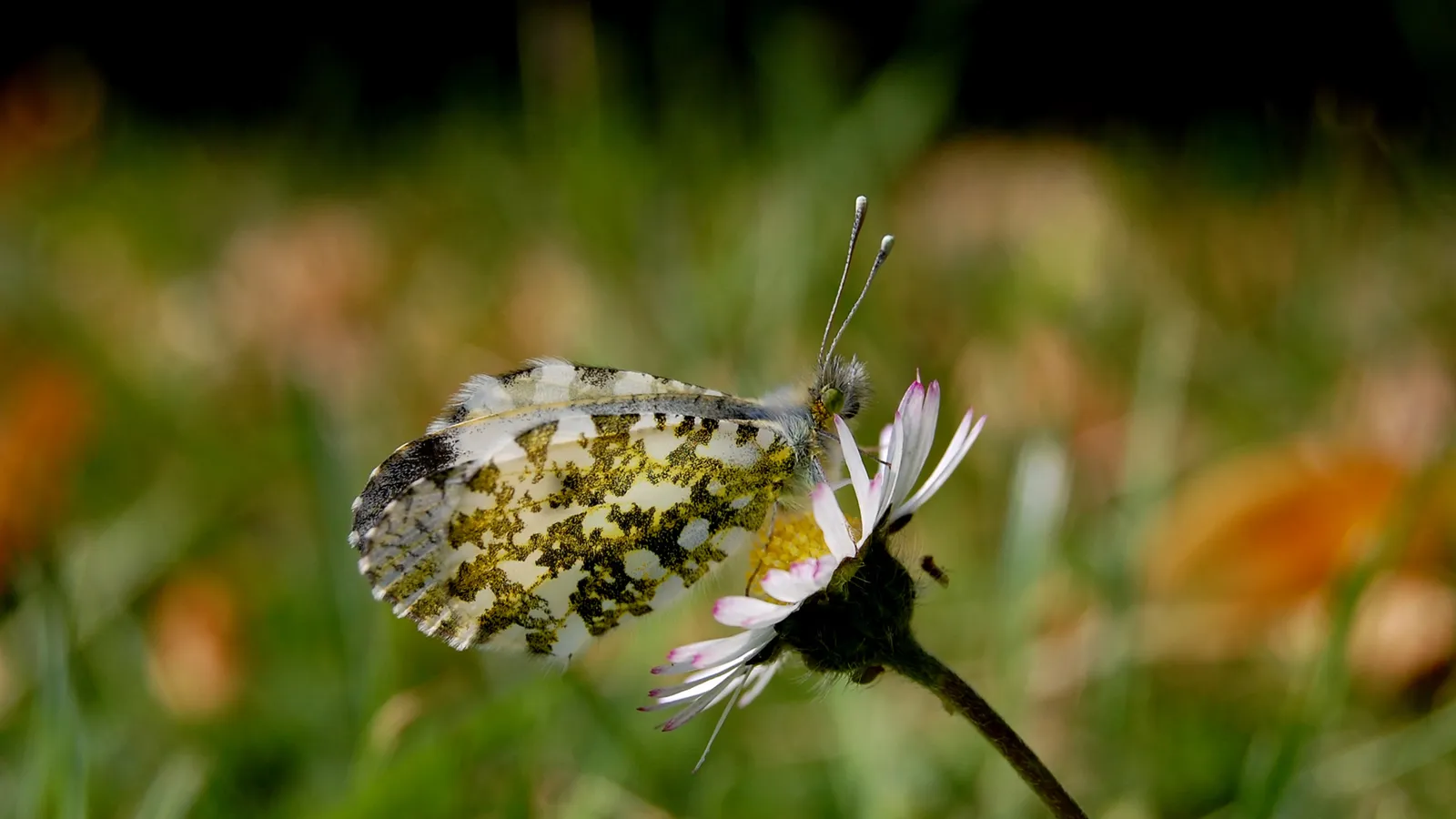 An orange tip butterfly with white and green patterned wings rests on a white daisy.