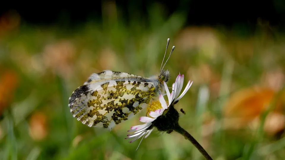 An orange tip butterfly with white and green patterned wings rests on a white daisy.