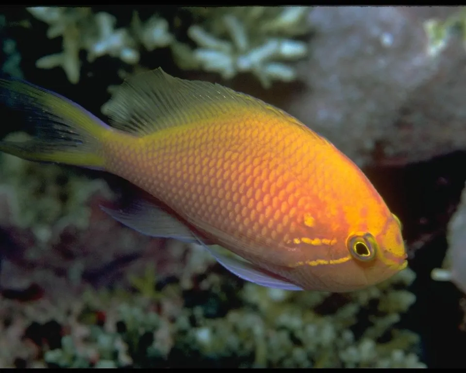 A bright orange fish with yellow fins swims in clear blue water near a coral reef.