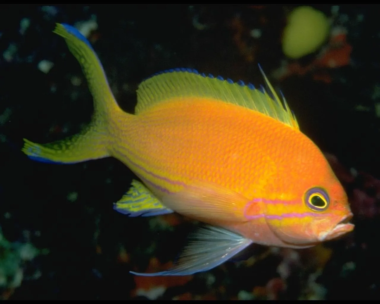 A bright orange tropical fish with yellow fins and blue markings swims in dark water.