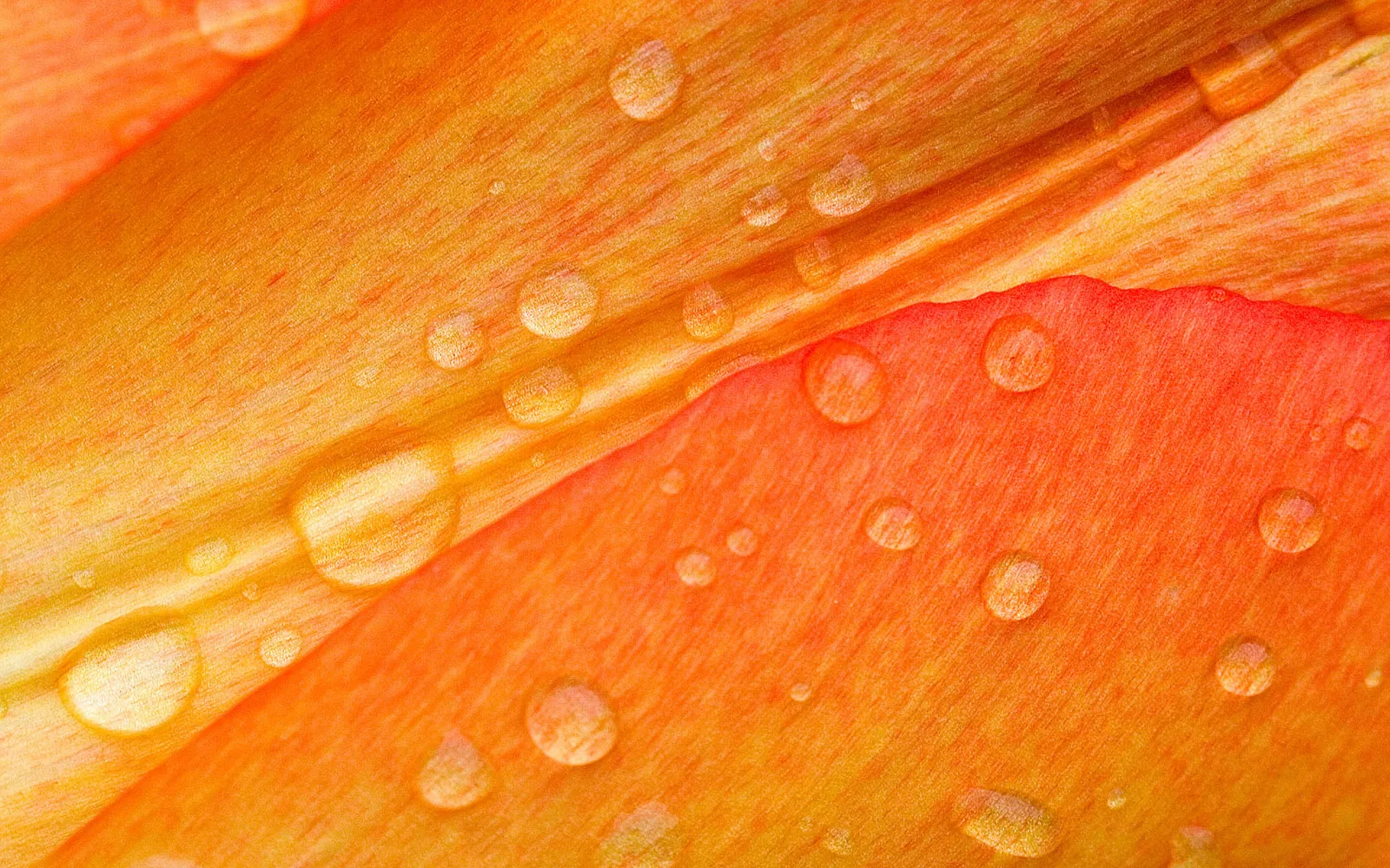 Macro view of vibrant orange tulip petals covered in numerous clear water droplets.
