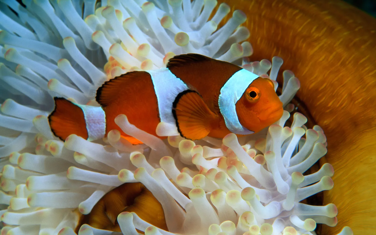An orange and white clownfish is camouflaged within white anemone tentacles.