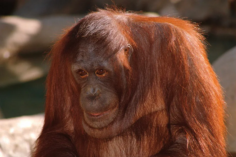 A close-up portrait of an orangutan with reddish-brown fur and dark eyes.