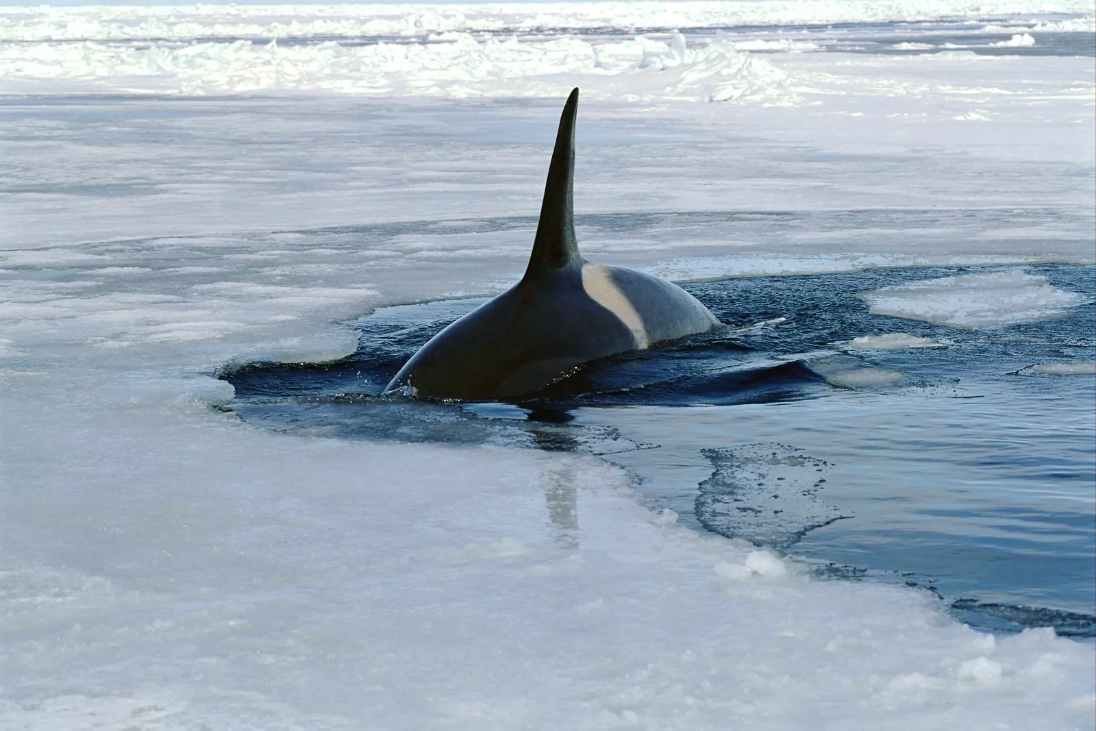An orca whale surfaces in dark water surrounded by ice floes and chunks of ice.