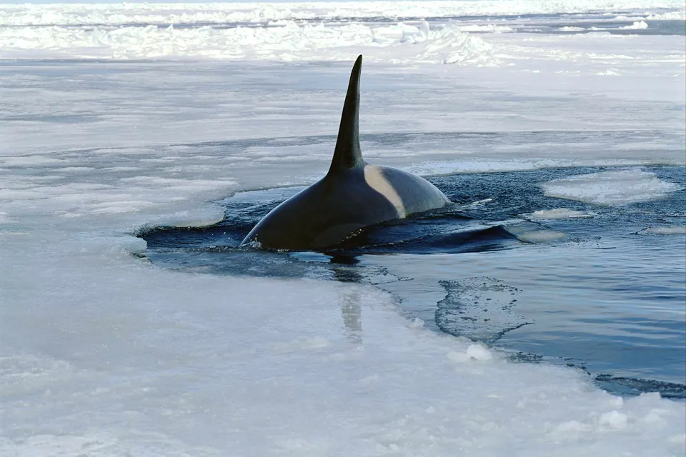 An orca whale surfaces in dark water surrounded by ice floes and chunks of ice.
