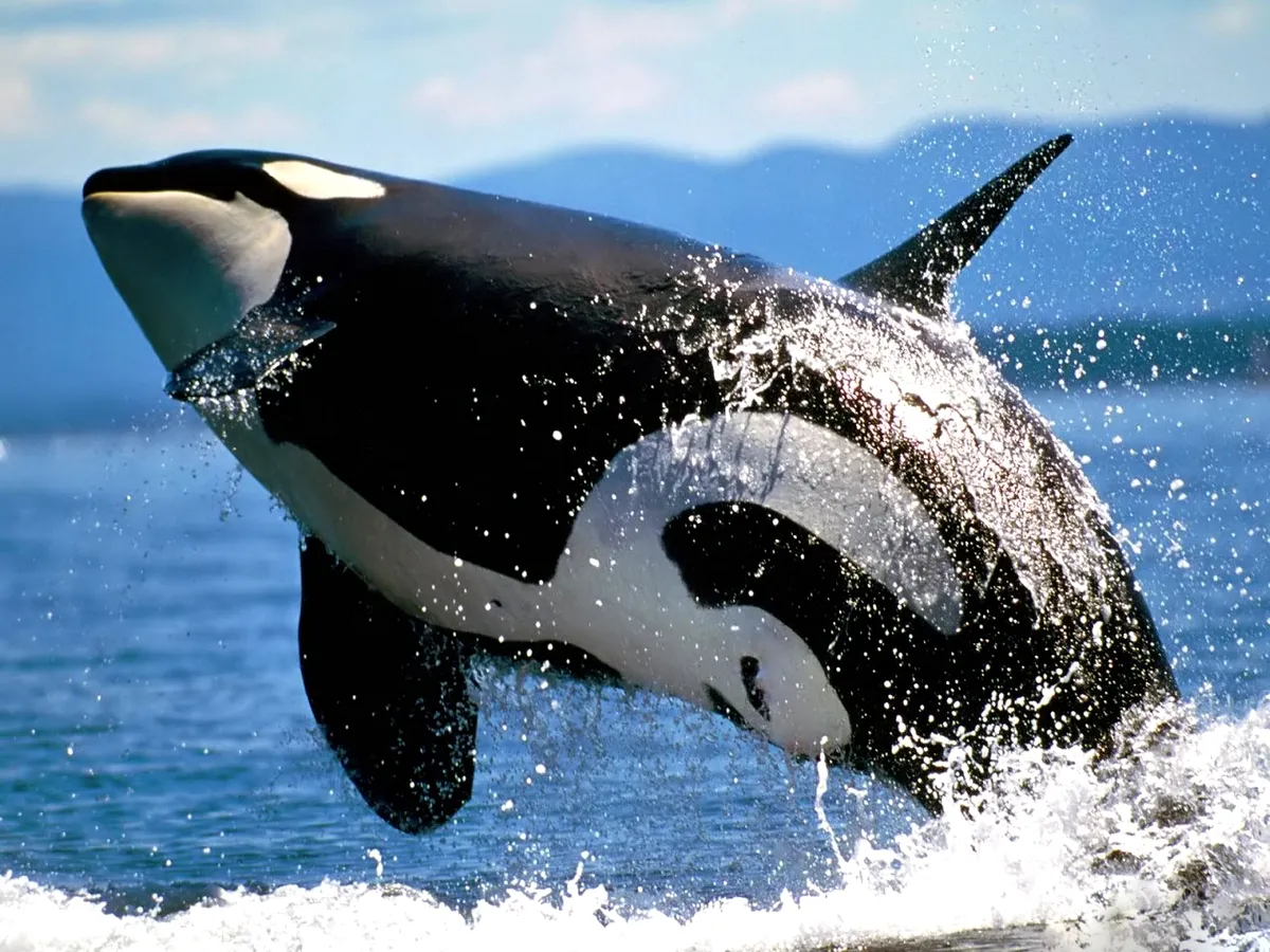 A black and white orca whale leaps out of the blue ocean water, with splashes all around.