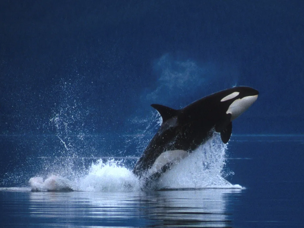 An orca whale breaches from the water, creating a large splash.