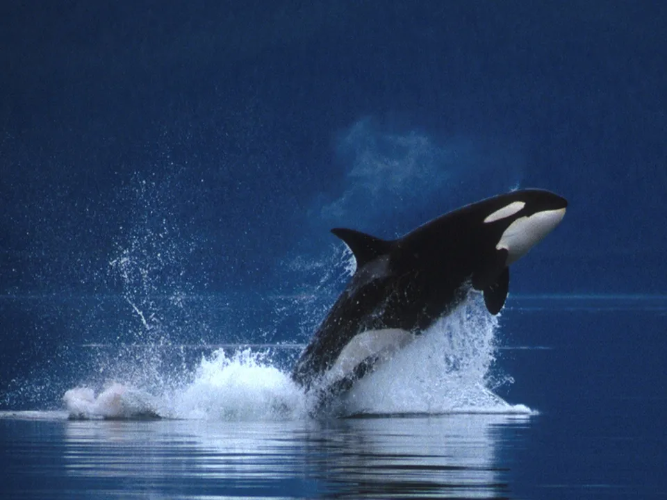 An orca whale breaches from the water, creating a large splash.