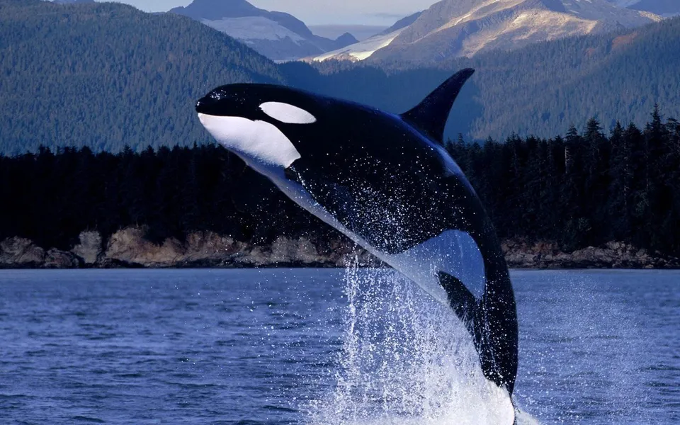 An orca whale breaches the surface of the water, with mountains and a forest in the background.