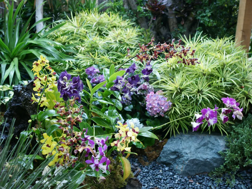 A close-up view of a variety of colorful orchids and lush green foliage in a garden.