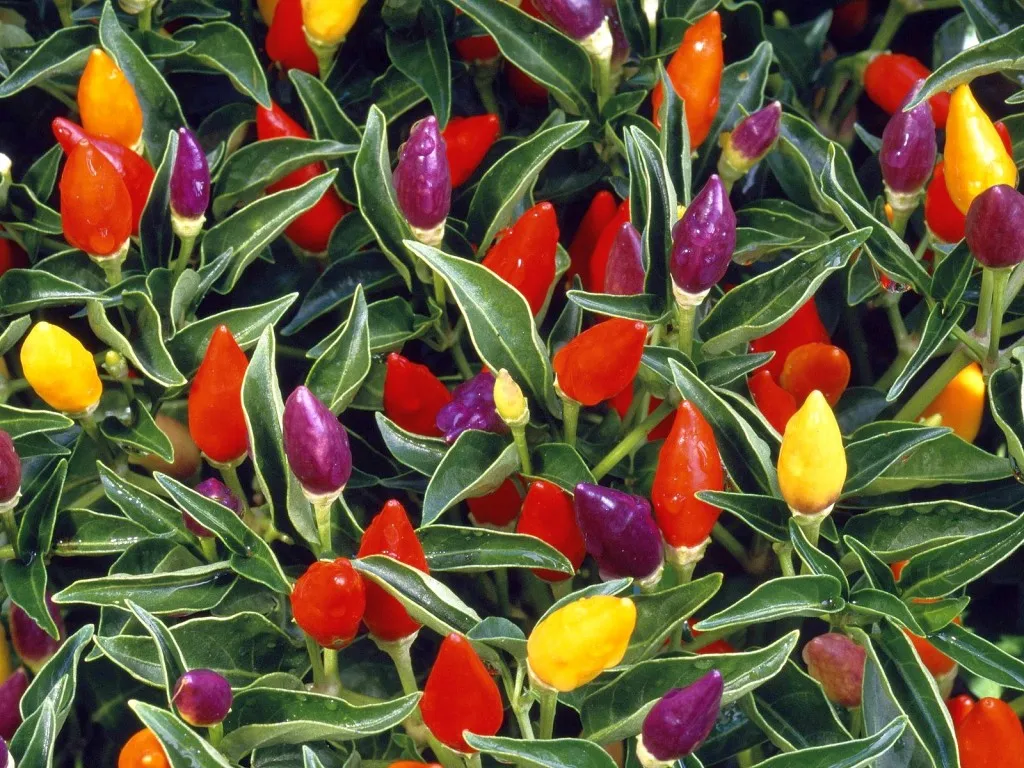 A close-up view of a plant with many small, colorful ornamental peppers in shades of red, orange, yellow, and purple, surrounded by green leaves.
