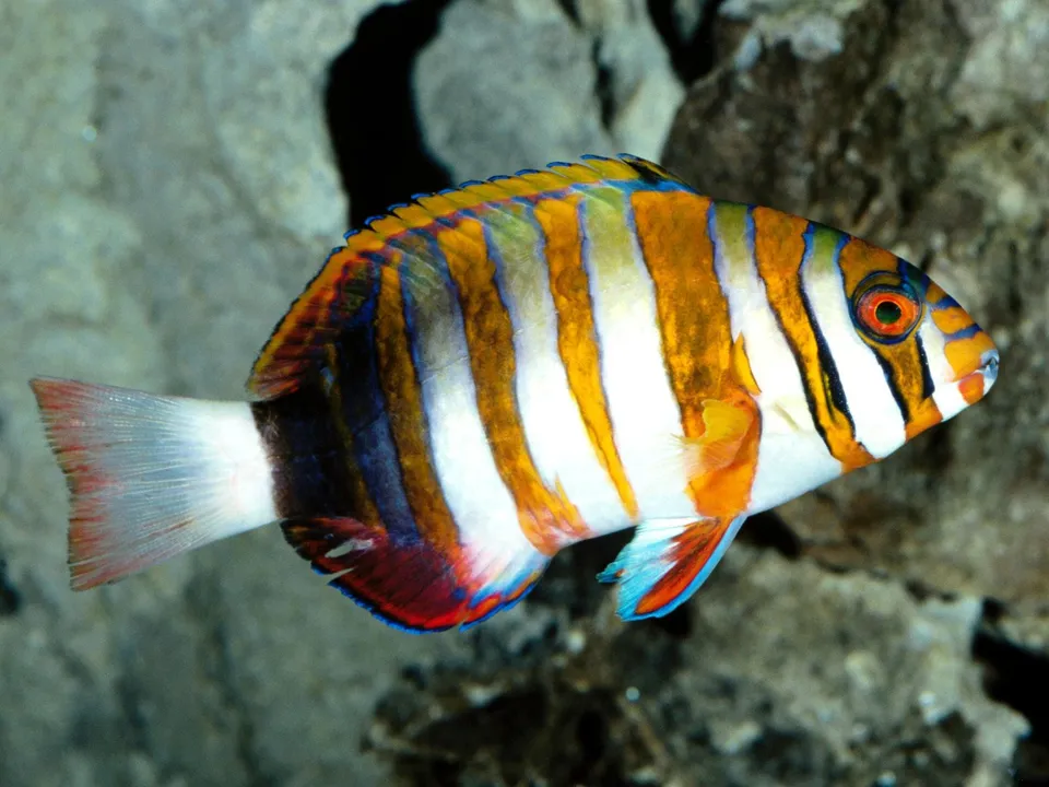 A colorful ornate wrasse with vertical stripes of white, orange, and blue swims in clear water near a rocky background.