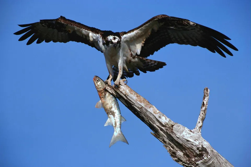 An osprey with its wings spread wide perches on a dead tree branch, holding a fish in its talons.