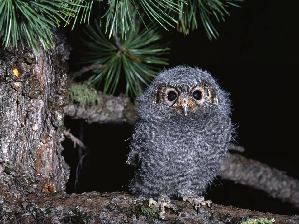 A fluffy owl chick with large, dark eyes sits on a tree branch, with pine needles above.