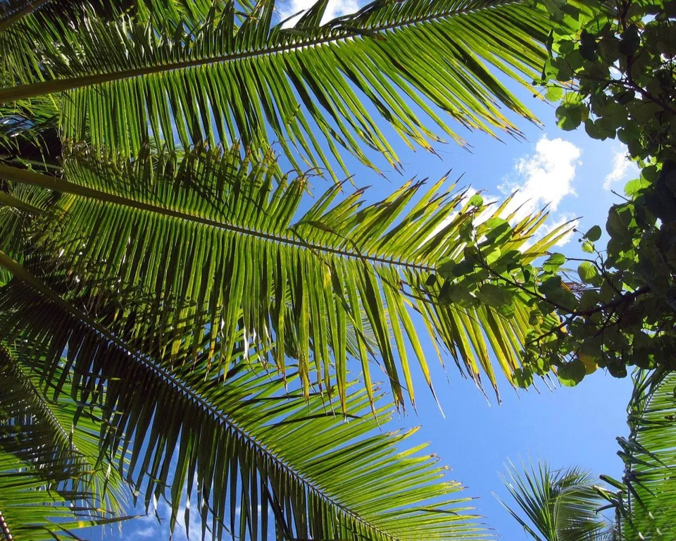 View looking up through bright green palm fronds towards a clear blue sky with a few white clouds.