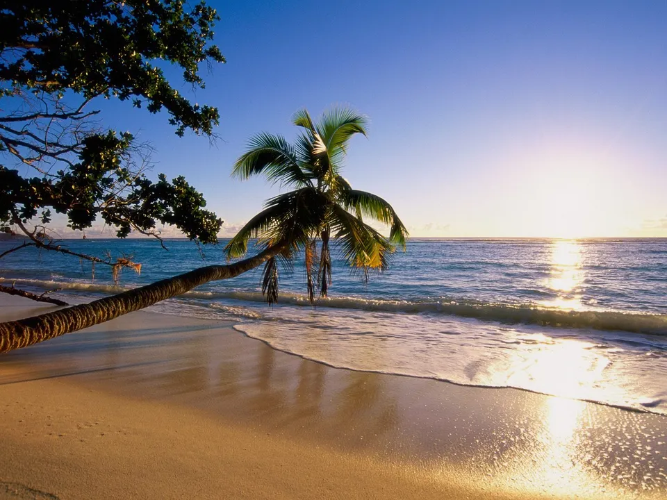 A palm tree leans over a sandy beach as waves gently lap the shore during a bright sunset.