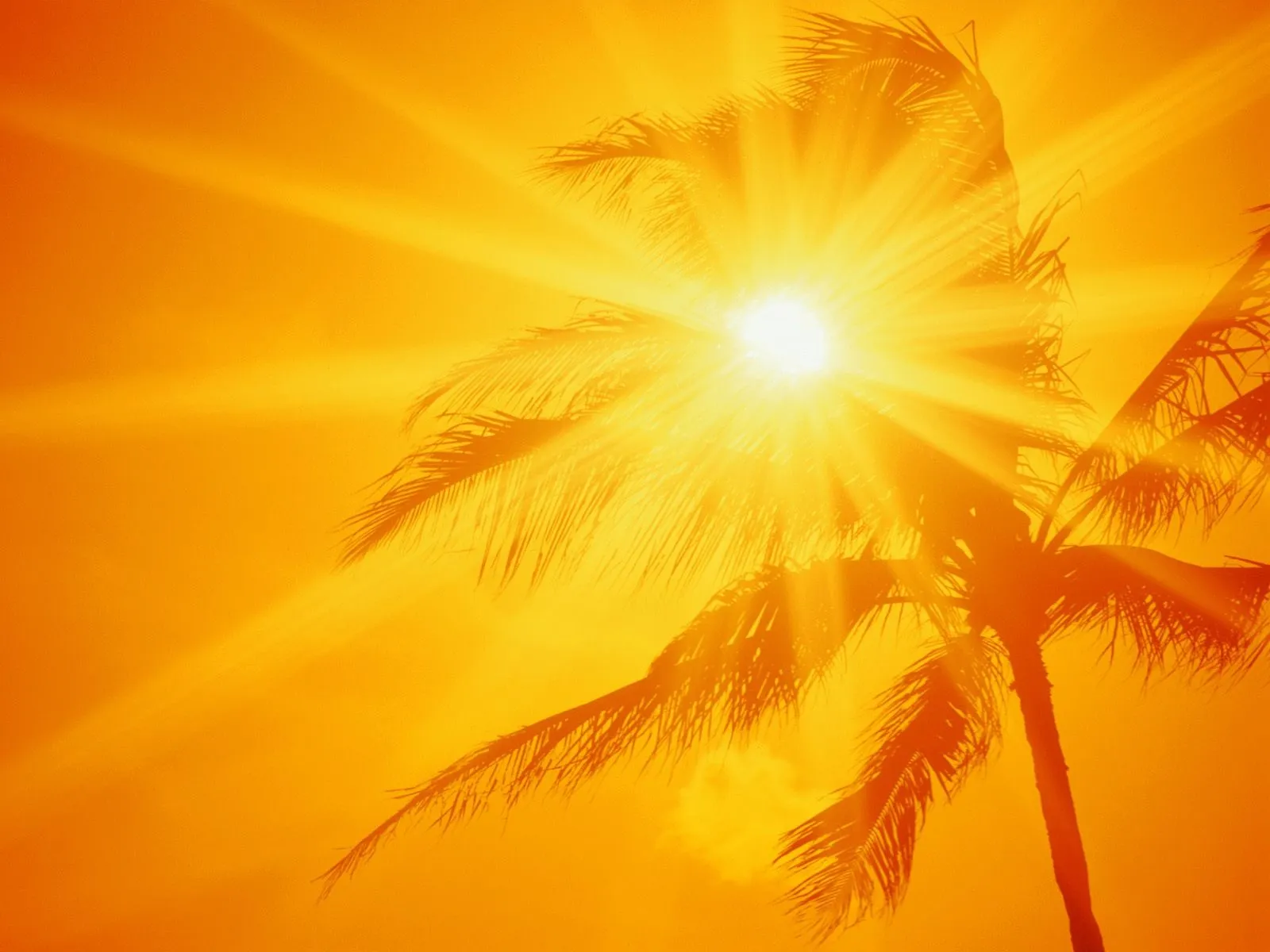 A bright sunburst shines through the silhouette of a palm tree against an orange sky.