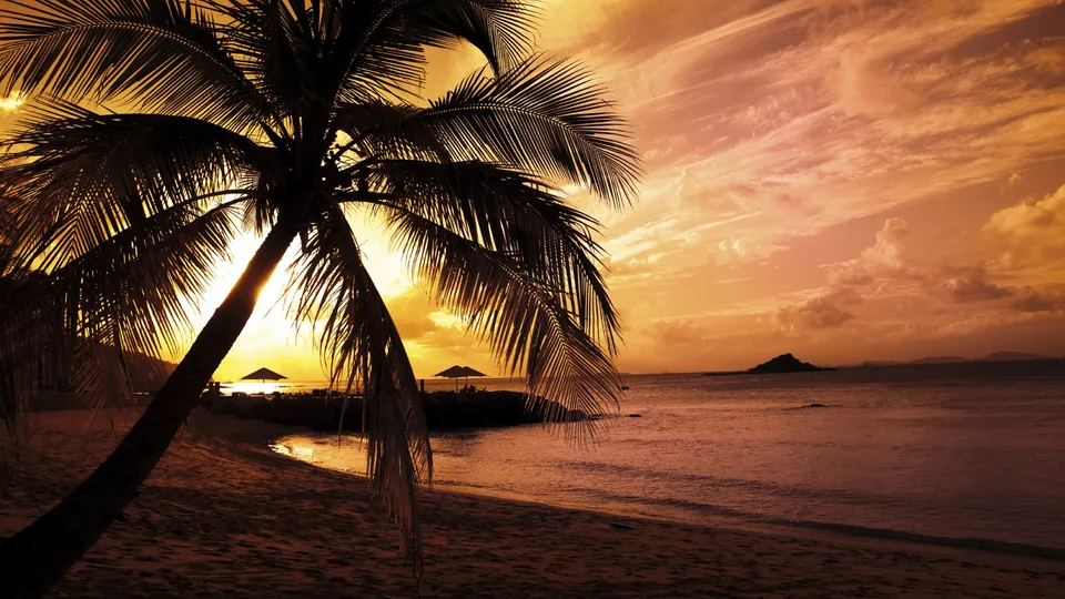 A silhouetted palm tree frames a vibrant sunset over the ocean, with a small island in the distance.