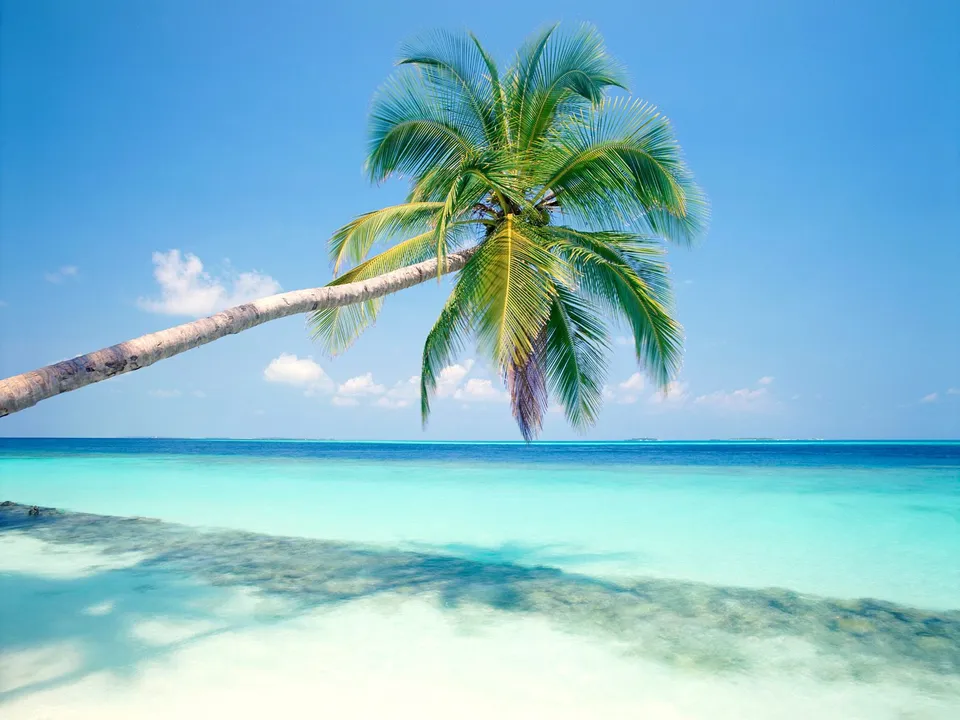 A palm tree leans over a bright turquoise ocean with a clear blue sky.