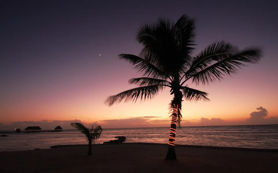 A silhouetted palm tree with festive lights stands on a beach at sunset.