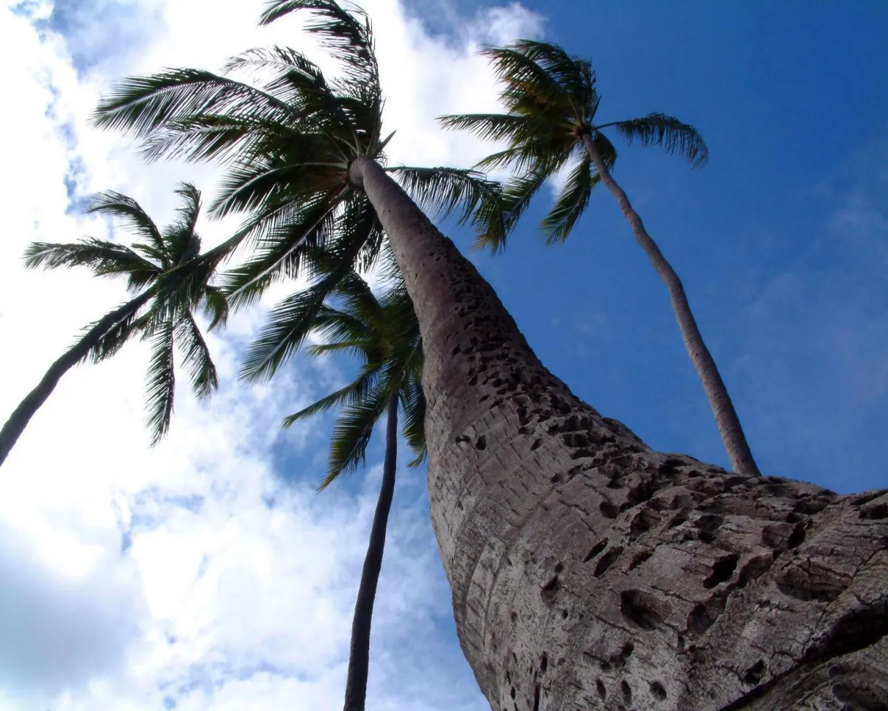 View from below of several tall palm trees with fronds against a bright blue sky with scattered white clouds.