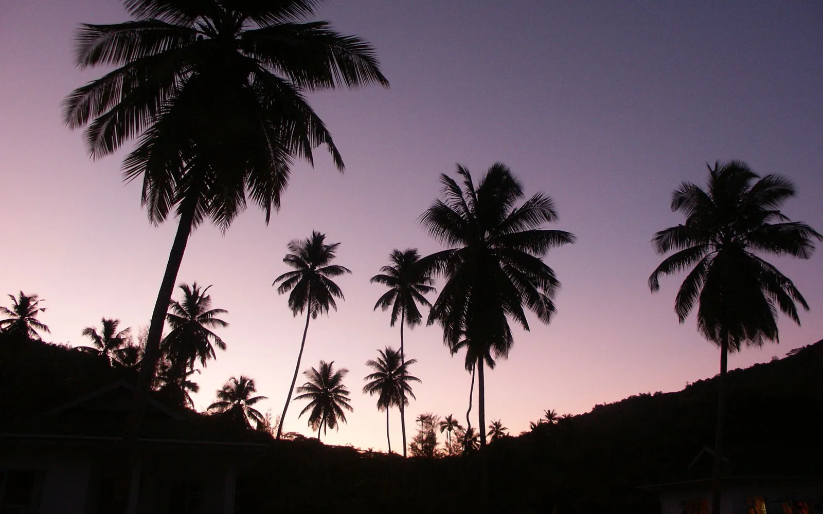 Silhouetted palm trees stand against a gradient of purple and pink twilight sky.