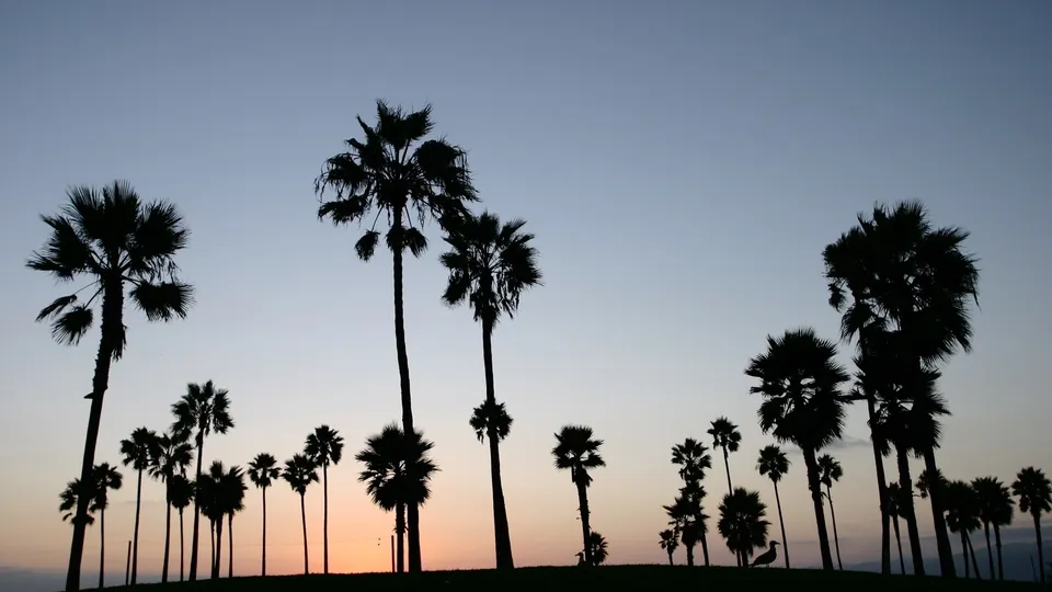 Silhouettes of numerous palm trees against a gradient sky at dusk, with a hint of orange near the horizon.