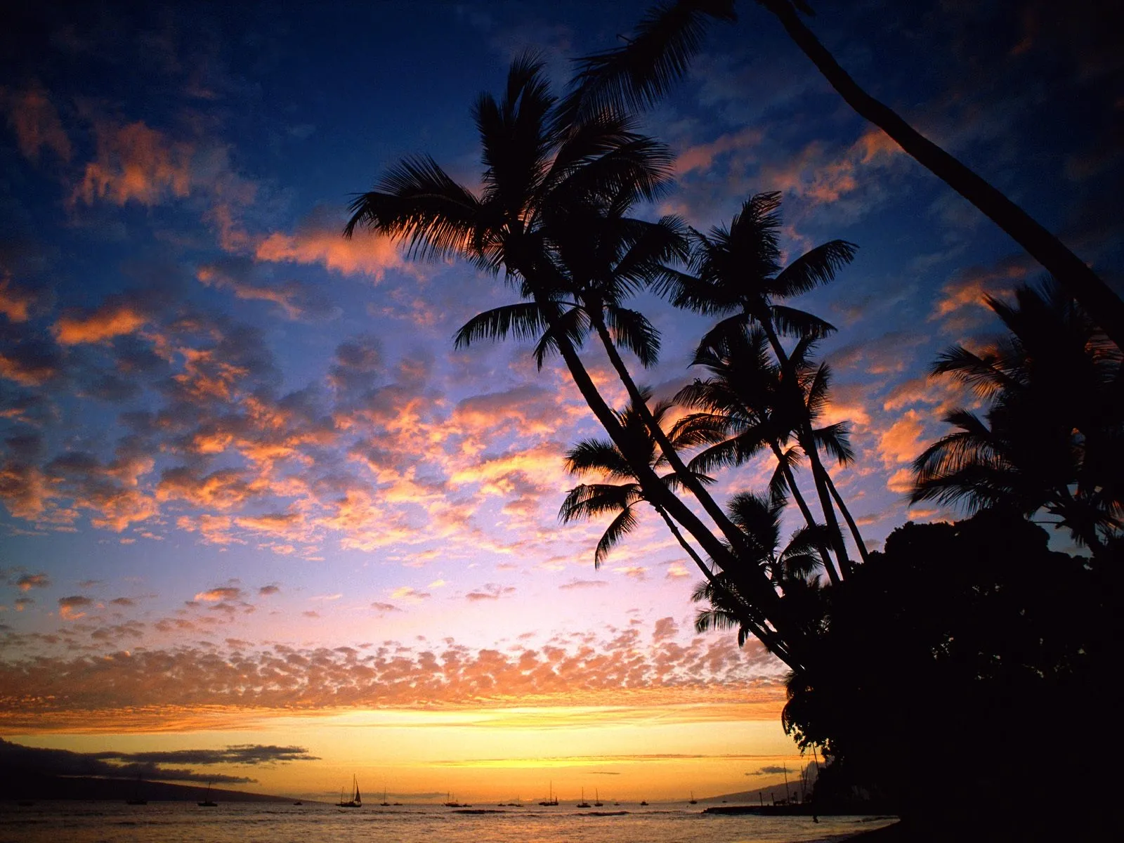 Palm trees silhouetted against a colorful sunset sky with orange, pink, and blue hues.